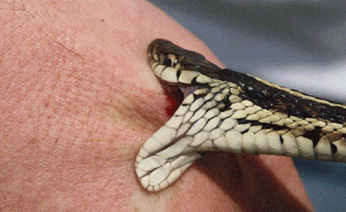 Snake Bite Dream